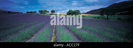 Campo di lavanda in Provenza Francia Foto Stock