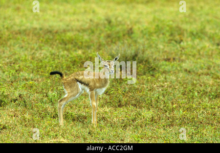 Thomsons Gazelle Gazella thomsoni fawn calf in piedi sul Serengeti in Tanzania Africa orientale con il contatto visivo Foto Stock