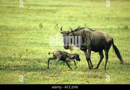 Gnu Connochaetes taurinus dando vita ad un vitello sulle pianure del Serengeti in Tanzania Africa orientale Foto Stock