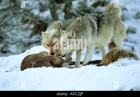 European Wolf Canis lupus due lupi Europeo di alimentazione su un cervo rosso carcassa nella neve in inverno Foto Stock