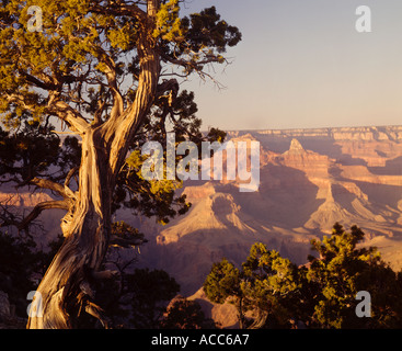 Parco Nazionale del Grand Canyon in Arizona USA Foto Stock