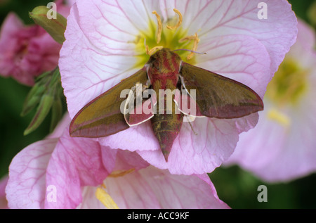 Elephant Hawk Moth sull Oenothera speciosa 'Siskiyou', di insetto, Deilephila elpenor, la fauna selvatica nel giardino falene Foto Stock