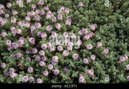 Hebe 'Bordo rosso', syn. Hebe albicans 'Bordo rosso", pianta di giardino, Hebes Foto Stock