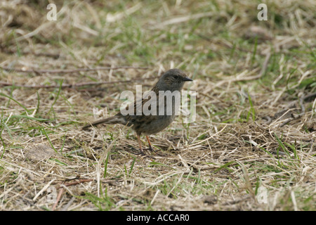 Dunnock, Prunella modularis, altrimenti noto come Hedge Sparrow, o Hedge Accentor Foto Stock