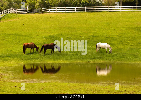 Cavalli al pascolo in un pascolo Foto Stock