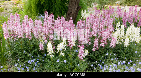 Diptam fioriture Dictamnus albus Foto Stock