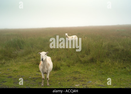 Pecore nella nebbia sulla Foel Fawr la montagna nera tra Brynamman e Llangadog Carmarthenshire Galles del Sud Foto Stock