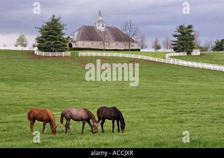 I cavalli purosangue il pascolo in pascolo Donamire cavallo fattoria vicino a Lexington Kentucky Foto Stock