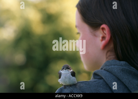 Baby Swallow sulla teen ragazze spallamento Foto Stock