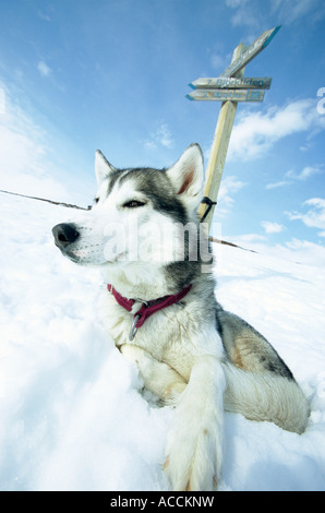 Cane che giace sotto la neve. Foto Stock