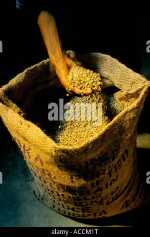 Una manciata di chicchi verdi di caffè, Etiopia. Foto Stock