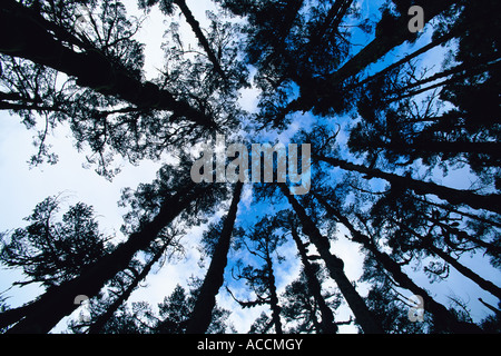 Alberi di conifere fotografata da sotto. Foto Stock