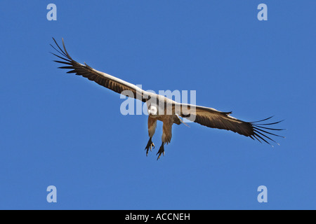 Gyps fulvus, Gänsegeier Foto Stock