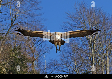 Gyps fulvus, Gänsegeier Foto Stock