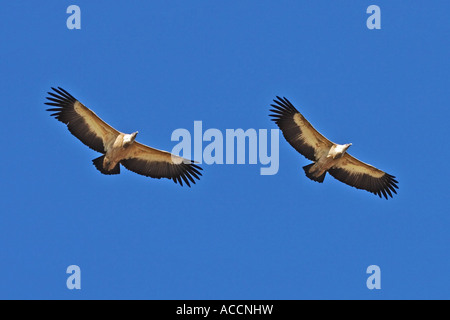 Gyps fulvus, Gänsegeier Foto Stock