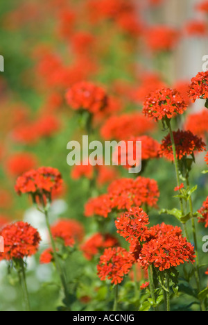 Croce di Malta fiori (Lychnis chalcedonica) Foto Stock