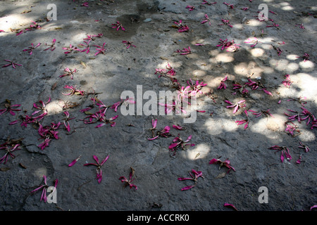 Il filo interdentale albero di seta, Ceiba speciosa fiori rosa caduto sulla terra in Argentina street Foto Stock