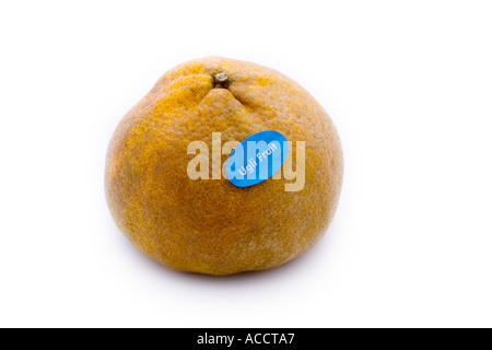 Un arancione Ugli frutto su sfondo bianco Foto Stock