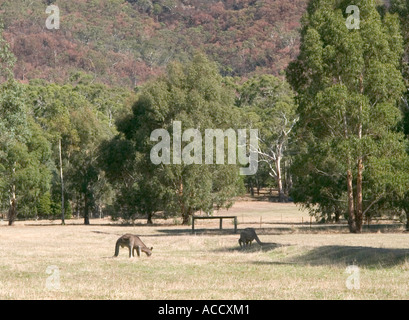 Canguri alimentare Halls Gap, il Parco Nazionale di Grampians, Victoria, Australia Foto Stock