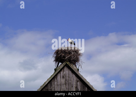 Cicogna bianca Ciconia ciconia su un tetto Foto Stock