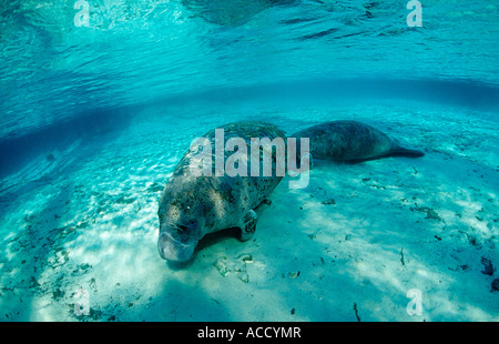 West Indian lamantino madre e vitello Trichechus manatus latirostris USA Florida FL Crystal River Foto Stock