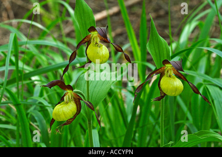 Frauenschuh, Cypripedium calceolus Foto Stock