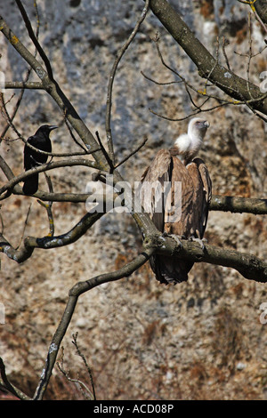 Gyps fulvus, Gänsegeier Foto Stock