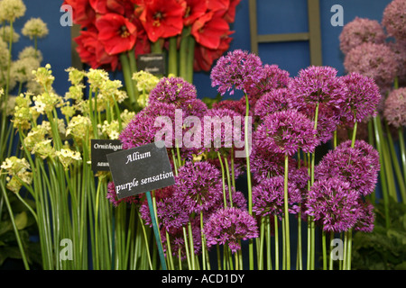 Cardiff Galles del Sud GB UK 2007 Foto Stock