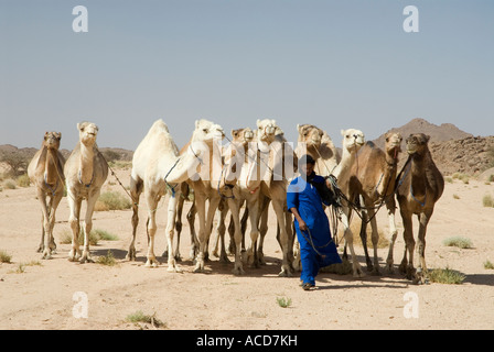Un uomo Tuareg raduna il suo cavallo cammelli nel deserto vicino a Tamanrasset Sahara algerino Foto Stock