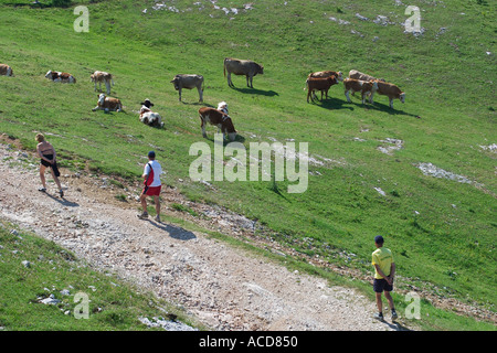 Wanderer und Kühe im Almgebiet Velika planina in Steiner Alpen Oberkrain Slowenien Slovenia Foto Stock