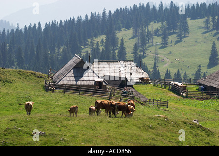 Almgebiet Velika planina in Steiner Alpen Oberkrain Slowenien Slovenia Foto Stock