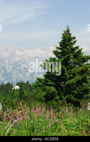 Almgebiet Velika planina in Steiner Alpen mit Fichte und Weidenröschen Oberkrain Slowenien Slovenia Foto Stock