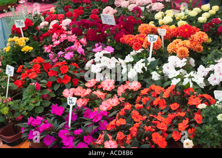 Blumen auf Viktualienmarkt in München Bayern Monaco di Baviera Baviera Foto Stock