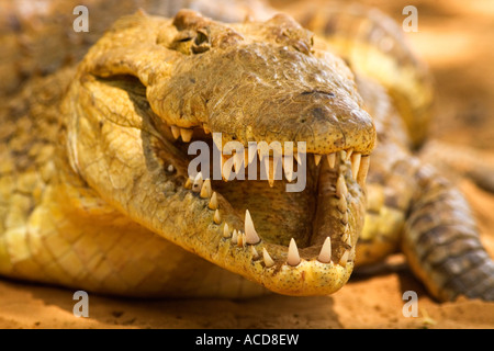 Coccodrillo del Nilo Crocodilus nilotus close up closeup close-up di testa della bocca e dei denti delle ganasce Samburu Riserva Naturale Nazionale del Kenya Foto Stock