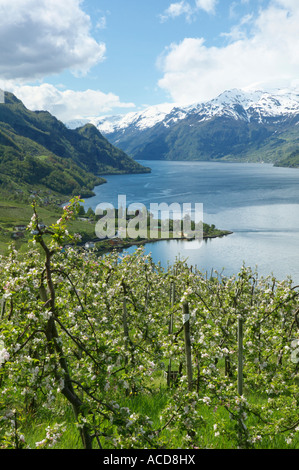 Apple Blossom e frutteti sopra e Lofthus Sorfjorden, Ullensvang, Hordaland, Norvegia Foto Stock