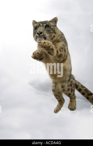 Snow Leopard (Panthera uncia) jumping Foto Stock