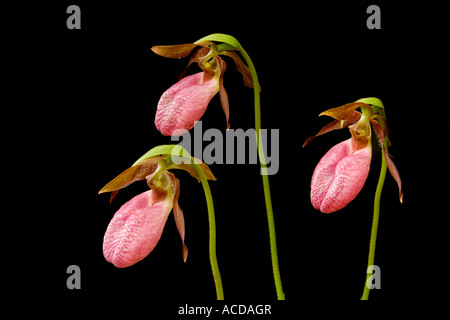 Tre Pink Lady pantofole fiori fotografato in wild su sfondo nero Foto Stock