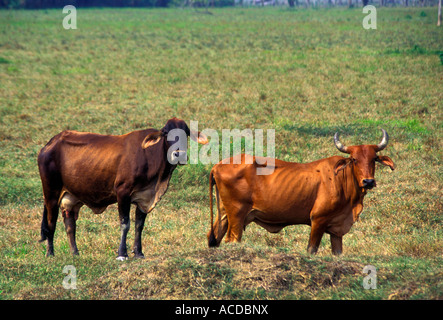 Il pascolo di bestiame nei pressi di El Relleno Izabal Dipartimento Guatemala Foto Stock