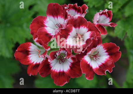 Pelargonium Tip Top Duetto Foto Stock