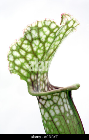Sarracenia Stevensii Foto Stock