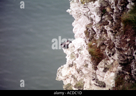 Puffin su una battuta su Bempton Cliffs North Yorkshire, Inghilterra Foto Stock