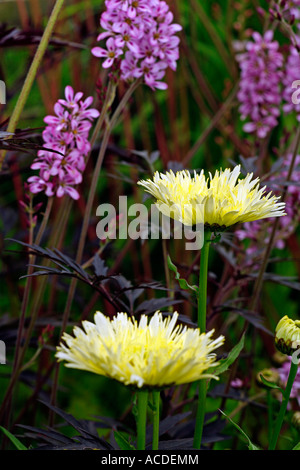 LEUCANTHEMUM GOLDRUSH ANTERIORE, FRANCOA CULM Vista retro lilla. Foto Stock