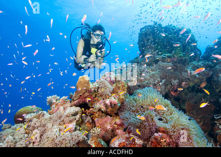 Esplorando subacqueo ricco bassa scogliera di Yap magnifica Anemone Heteractis magnifica rosa Anemonefish Amphiprion perideraion Foto Stock