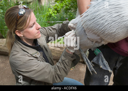 Veterinario dello Zoo la Dottoressa Sandra Silinski la vaccinazione di un pellicano dalmata (Pelecanus crispus) contro l influenza aviaria Foto Stock