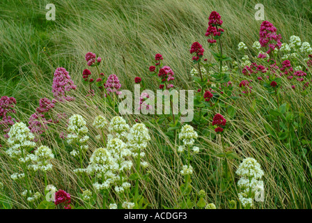 Fiori Selvatici in erba lunga al Rock Cornwall Inghilterra REGNO UNITO Foto Stock