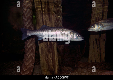 Spigola un pesci marini Foto Stock