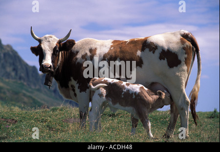 Picos mucche sui pascoli di montagna Foto Stock