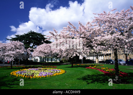 Fiore di Ciliegio alberi in piena fioritura a Berkeley Square Cheltenham Gloucestershire county Inghilterra REGNO UNITO Foto Stock