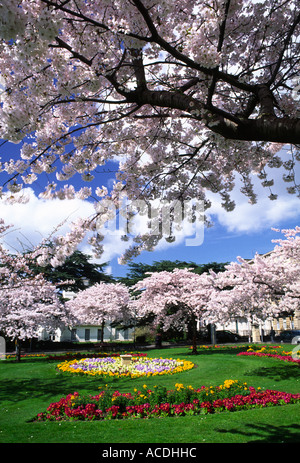 Fiore di Ciliegio alberi in piena fioritura a Berkeley Square a Cheltenham Gloucestershire county Inghilterra REGNO UNITO Foto Stock