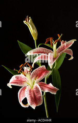 Giglio dello Stargazer Foto Stock